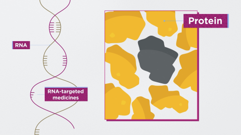 Illustration of RNA and RNA-targeted medicines alongside protein shapes, with one gray protein among yellow proteins